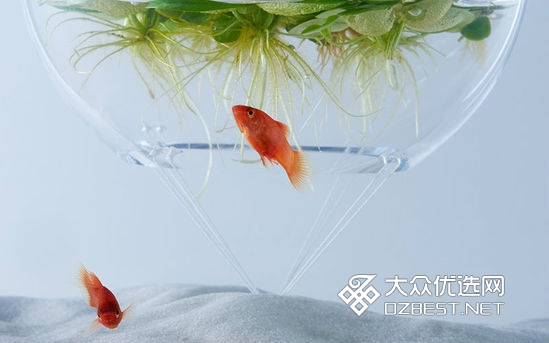 日本设计师将空气塞入水族箱 画面充满了诗意