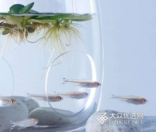 日本设计师将空气塞入水族箱 画面充满了诗意