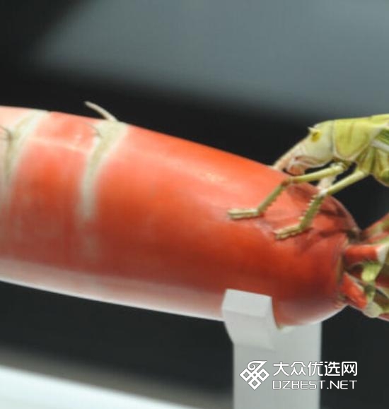 河南博物馆的染色大萝卜 这才叫栩栩如生