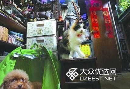 上海15平方米亭子间里雪藏近2万件珍品
